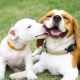 Beagle dan Jack Russell Terrier: perbandingan baka