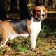 Beagle: ciri penerangan dan penjagaan baka