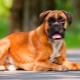 Боксерки: история на породата на кучетата, темперамент, най-добри имена и функции за грижа