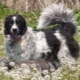 Българско овчарско куче: описание, хранене и грижи
