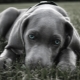 Büyük stenografi köpekler: Cins tanımı ve bakım özellikleri
