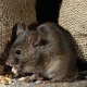 Strach z myší: opis choroby a spôsoby, ako sa zbaviť