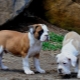 Bulldog brasiler: tot el que cal saber sobre una raça de gossos