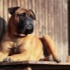 Bullmastiff: charakterizace a chov plemen psů