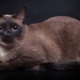 Бурмске мачке: опис пасмине, разноврсност боја и правила држања