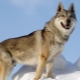 Den tjekkoslowakiske ulvehund: oprindelseshistorie, karakteristika og indhold
