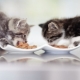 ماذا وكيف تطعم قطة صغيرة؟