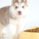 Какво и как правилно да се хранят кученца от хъски?