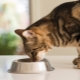 How is sterilized cat food different from normal?