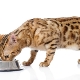 Ako nakŕmiť mačiatko Bengálsko a mačku pre dospelých?