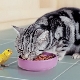 Cum să hrănești o pisică dreaptă scoțiană?