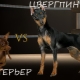 Qual é a diferença entre pinscher e toy terrier?