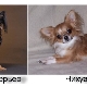 Wie unterscheidet sich ein Toy Terrier von einem Chihuahua und wer ist besser zu wählen?