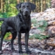Schwarze Labradore: Beschreibung, Charakter, Inhalt und Liste der Namen