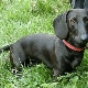 Μαύρα dachshunds: χαρακτήρα, κανόνες φύλαξης και αναπαραγωγής