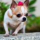 Chihuahua: opis, vrsta, priroda i sadržaj