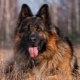 Anjing gergasi Jerman panjang anjing