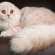 قطط Longhair الاسكتلندية: أصناف وميزات المحتوى