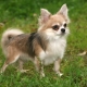 Chihuahua s dugom kosom: mogućnosti boje, karakter, pravila o njezi
