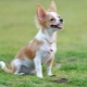 Chihuahua-Training: Regeln und Beherrschen von Basisteams