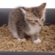 Arena para gatos de madera: ¿cómo elegir y usar correctamente?