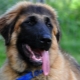 Estrel Shepherd Dog: وصف السلالة والتربية