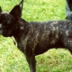 Tiger French Bulldog: bagaimana rupanya dan bagaimana untuk merawatnya?