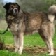 Shepherds Greek: perihalan baka dan keadaan menjaga anjing