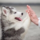 Karakteristike i značajke sadržaja štenaca huskyja stari 2 mjeseca