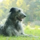الأيرلندية Wolfhound: وصف السلالة والطبيعة والمحتوى