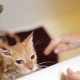How often can cats be washed and what does it depend on?