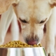 كيف وكيف تطعم كلبًا منزليًا في المنزل؟