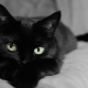 ما تسمية قطة وقطة سوداء اللون؟