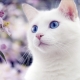 ما تسمية قطة وقطة بيضاء؟