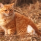 Jak pojmenovat kočku a kočku červené barvy?
