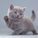 Qué llamar un gatito gris: una lista de nombres para gatos y gatos