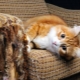 Hoe kan ik een kat spenen om meubels en behang te scheuren?