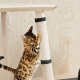 كيفية فطم القطة لتمزيق ورق الجدران؟