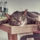 Kā atradināt kaķi kāpt galdos?