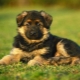 ¿Cómo elegir un cachorro de pastor alemán?