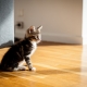 Kā apmācīt kaķi uz jaunām mājām?
