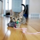 Com fer una joguina per a un gat amb les teves pròpies mans?