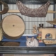 How to make a cage for a chinchilla with your own hands?