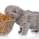 ما هو معدل تغذية القط في اليوم؟