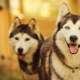Quais raças de cães se parecem com huskies?