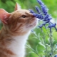 Какви миризми не харесват котките?