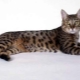 Калифорнийска блестяща котка: Описание на породата и правила за грижа