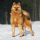 Karelijsko-finski husky: opis pasmine i uzgoj