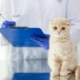 Castration dan sterilisasi kucing dan kucing Scotland: ciri dan umur