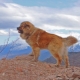 Cane da pastore caucasico: caratteristica della razza. Alimentazione e cura